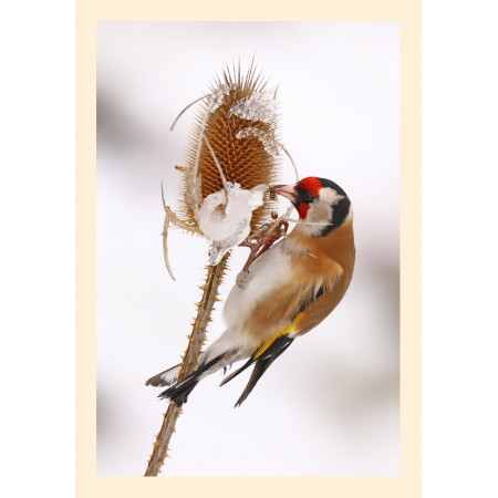 Grußkarte Vogelporträt: Stieglitz frisst Samen